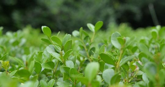 奈沃国际增产神器