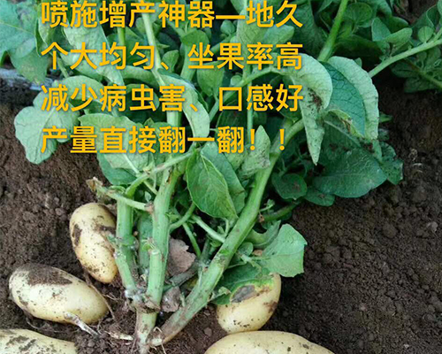 山蒙阴土豆效果