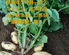 山蒙阴土豆效果