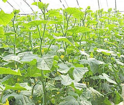 1496913099738856.jpg QQ截图20170608171026.jpg