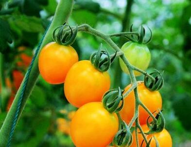 1496915862353065.jpg QQ截图20170607190008.jpg