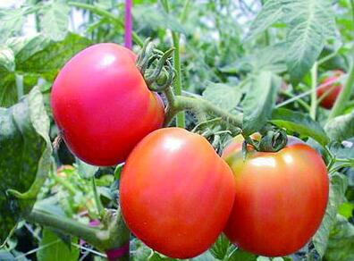 1496974277249967.jpg QQ截图20170607194130.jpg