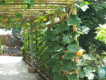 河南奈沃农业科技,叶面肥, 河南奈沃农业科技,叶面肥,