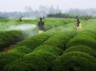 河南奈沃农业科技,叶面肥,农业增产神器 河南奈沃农业科技,叶面肥,农业增产神器