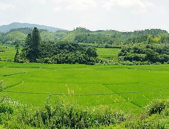 不同类蔬菜该怎么施肥促产? 不同类蔬菜该怎么施肥促产?