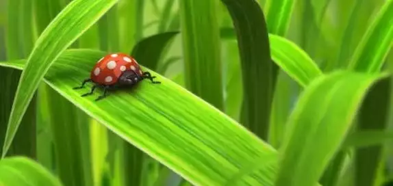 河南奈沃农业科技,叶面肥,农业增产神器 河南奈沃农业科技,叶面肥,农业增产神器