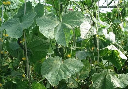 雨季选用除草剂该如何防药害 雨季选用除草剂该如何防药害